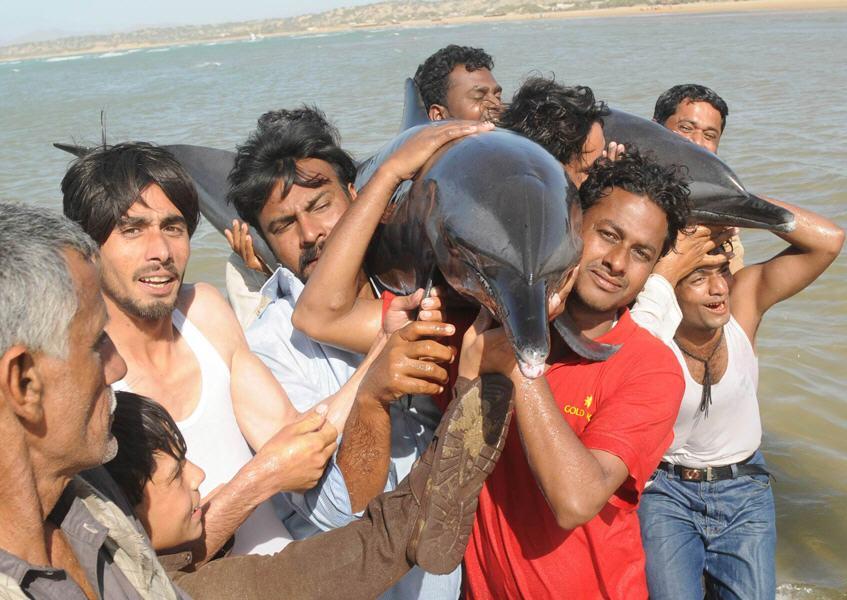 Dolphins at Gadani beach.